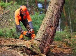 Professional Tree Removal and Landscaping Services in Cayuga Heights, NY